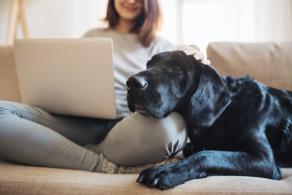 large black dog laying on couch beside person on a laptop.