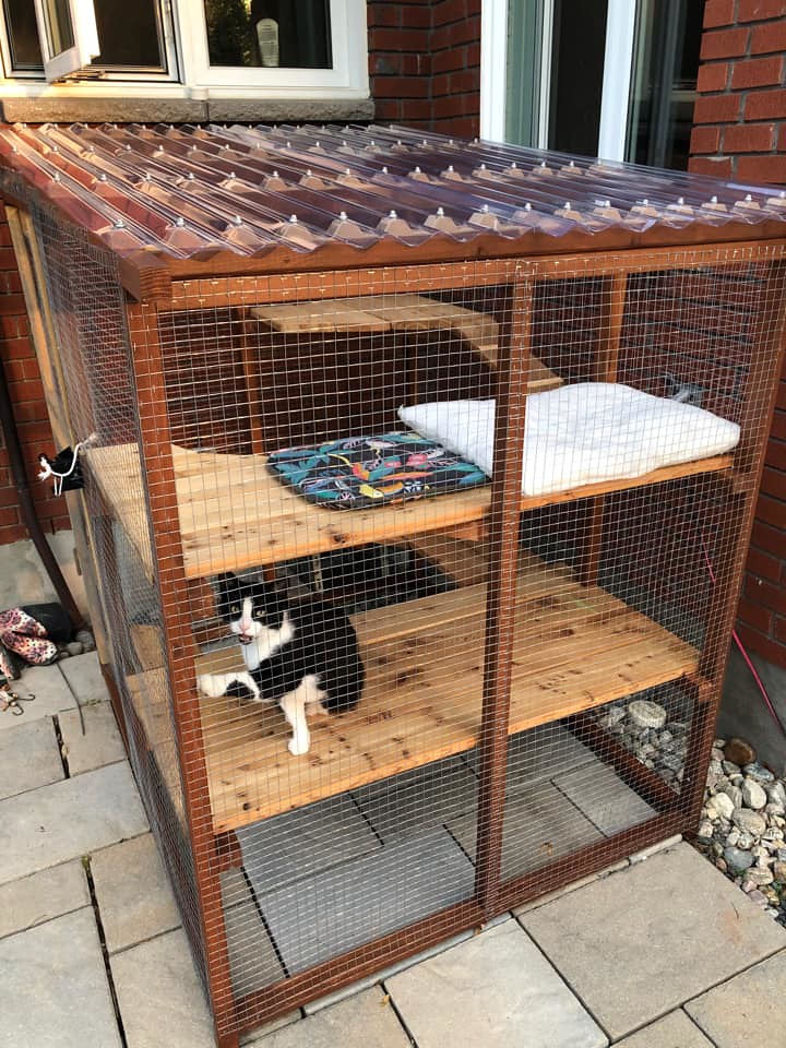 Black and white cat sitting in an outdoor enclosure or 