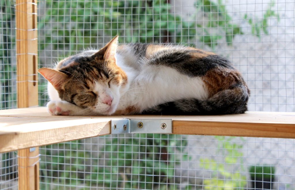 Cat sleeping in an outdoor enclosure.