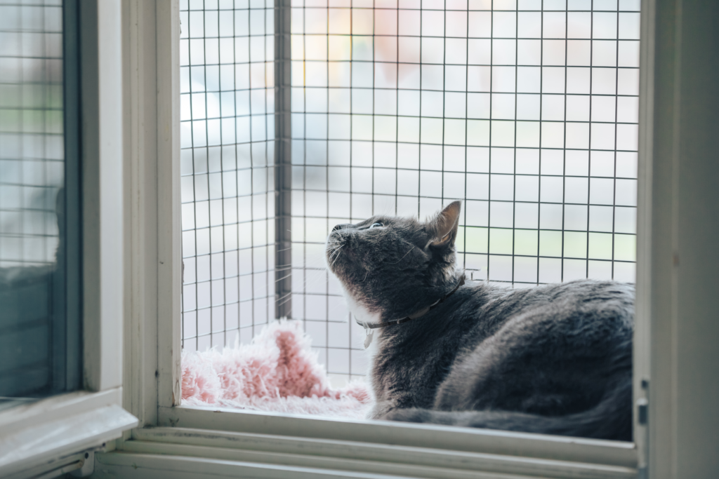 Grey cat sitting in an enclosure outside of a window.