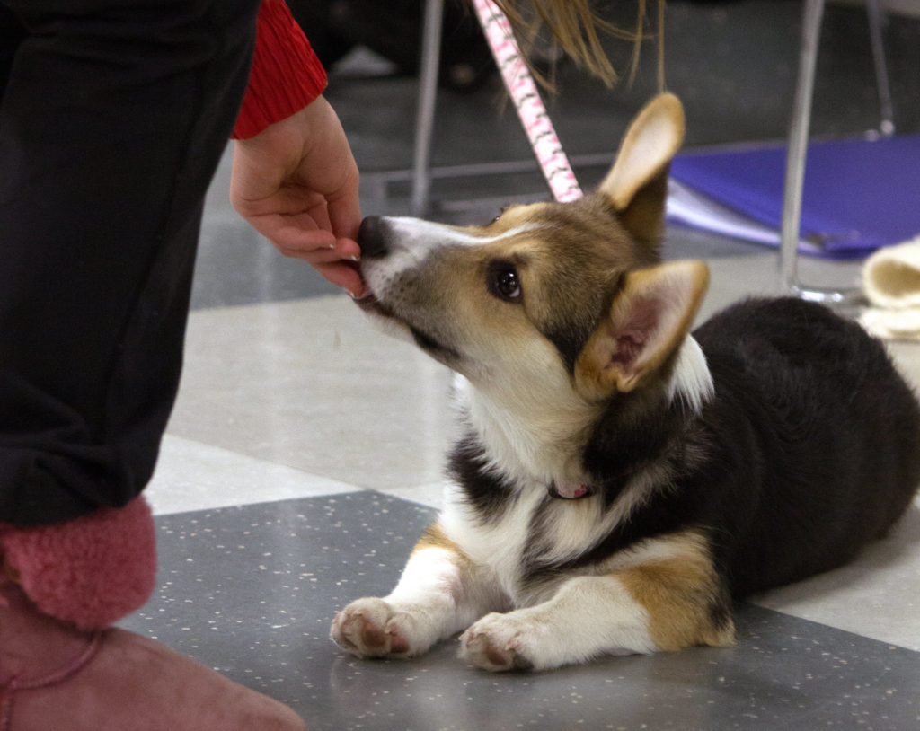 Owner feeding dog a treat