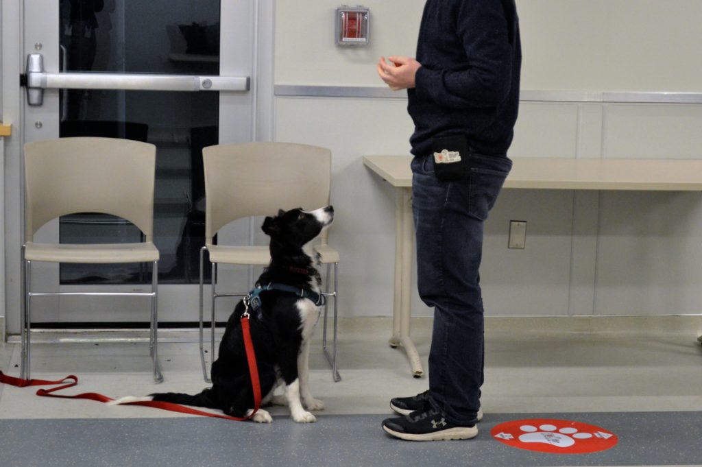 Private service dog store training