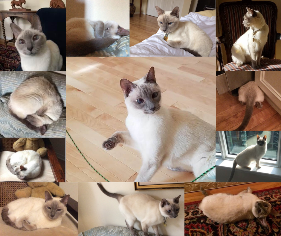 Gracie the cat collage