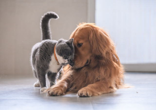 dog and cat resting against each other