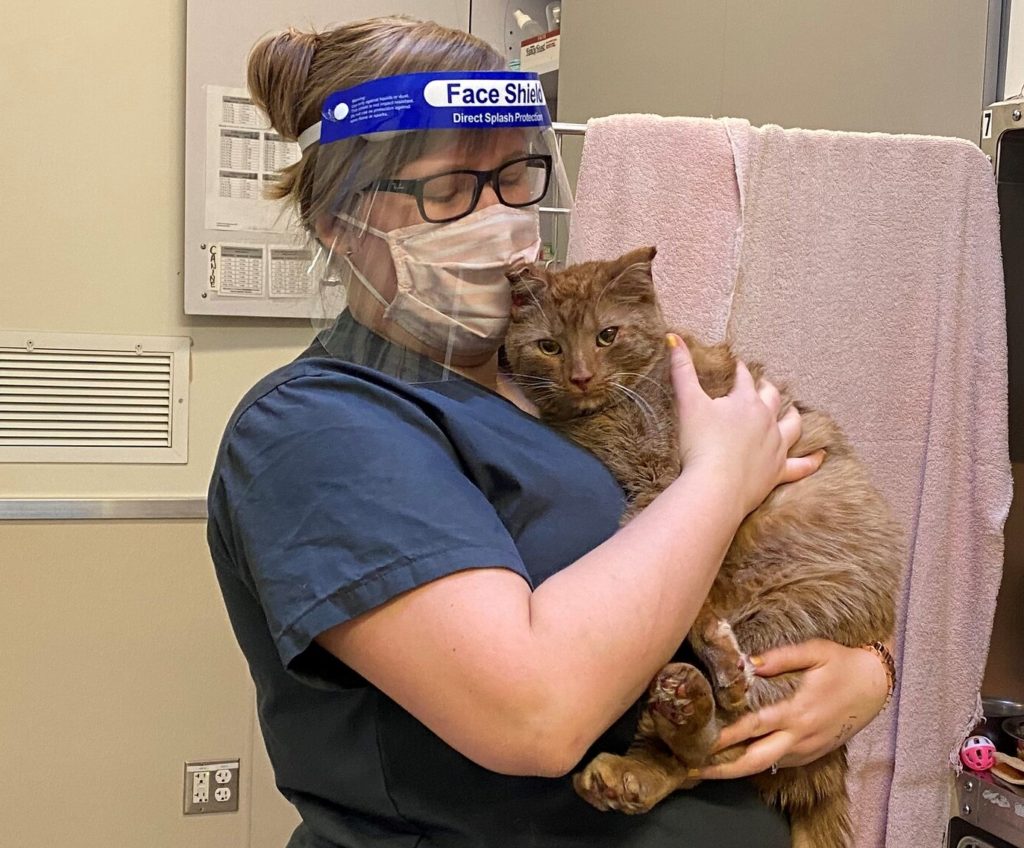 OHS Staff wearing face shield holding injured cat