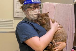 OHS Staff wearing face shield holding injured cat