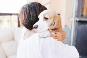 Close-up portrait of sad beagle dog looking away over shoulder of brunette girl. Woman in white attire with short brown hair holding big puppy and carrying him home.