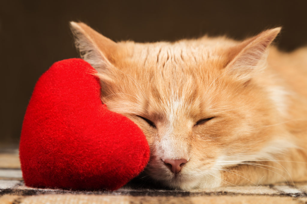 Red cute fluffy cat close up asleep clinging to the soft plush heart toy