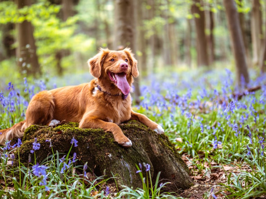 Dog in a meadow