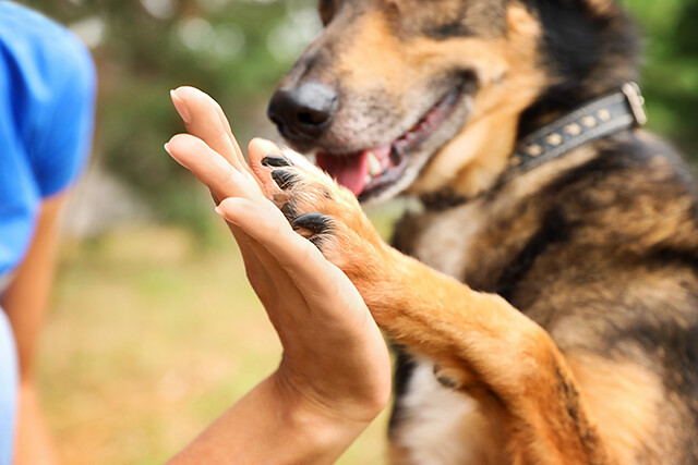 dog high five