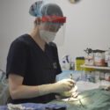 OHS veterinarian performing a sterilization surgery