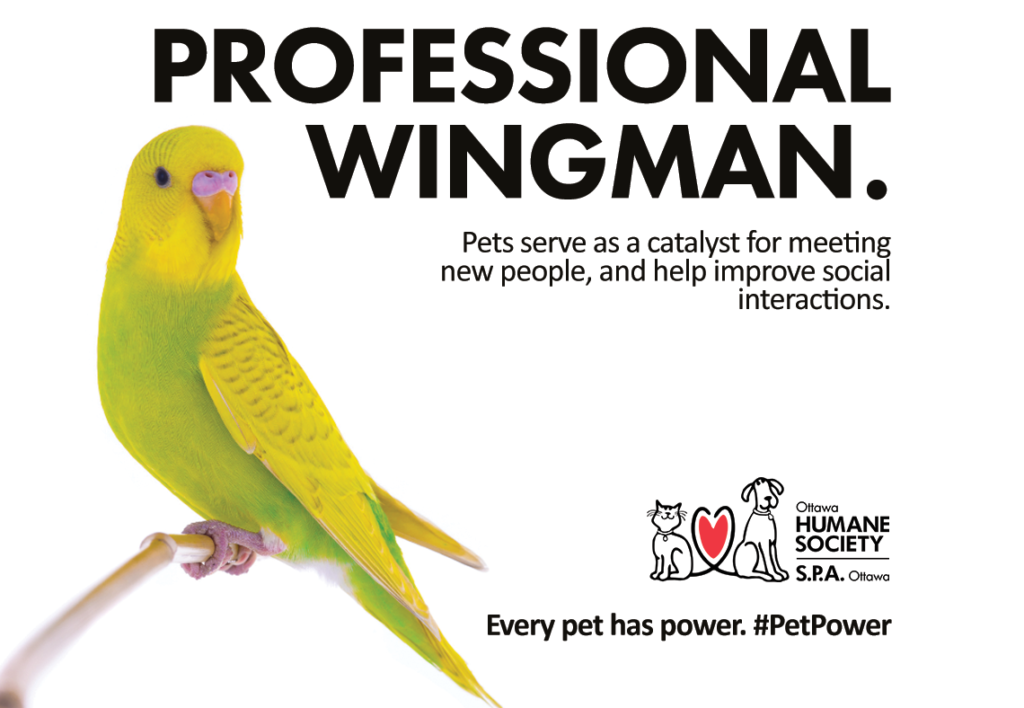 Professional Wingman