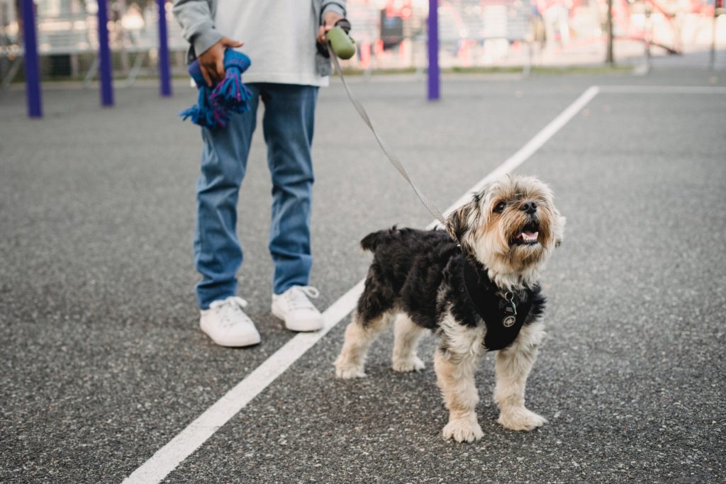 Young man walks a dog