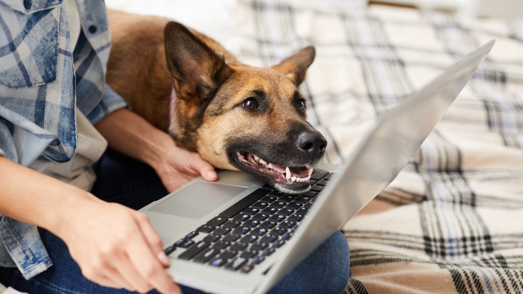dog resting their chin on laptop while human has laptop on their lap