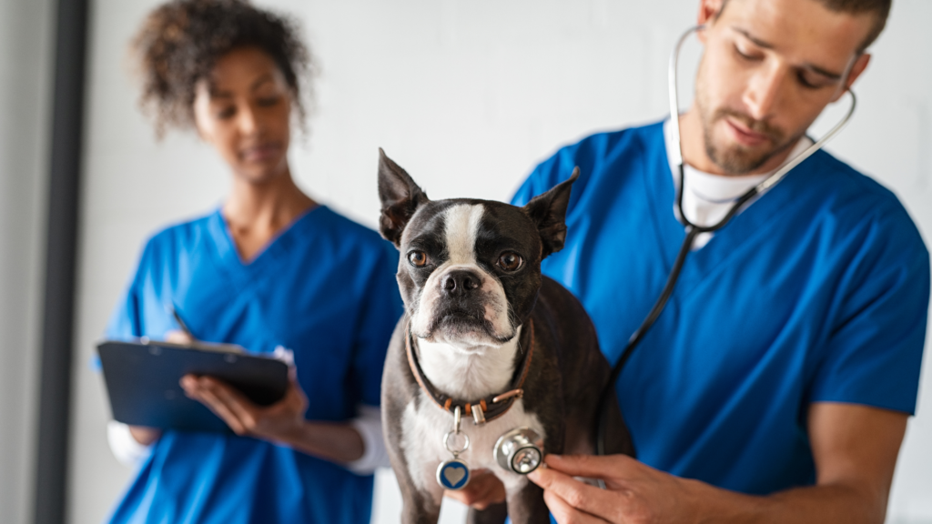 veterinary check on a dog