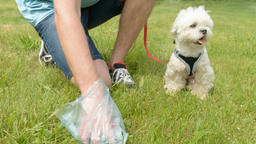 picking up dog waste