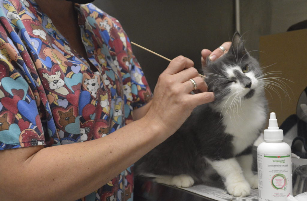 Cat having her ears cleaned