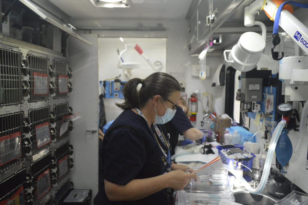 Veterinarian working on mobile spay/neuter vehicle