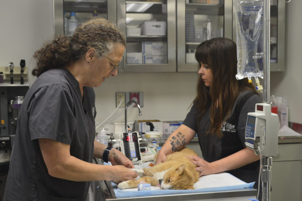 Veterinarians working with a cat
