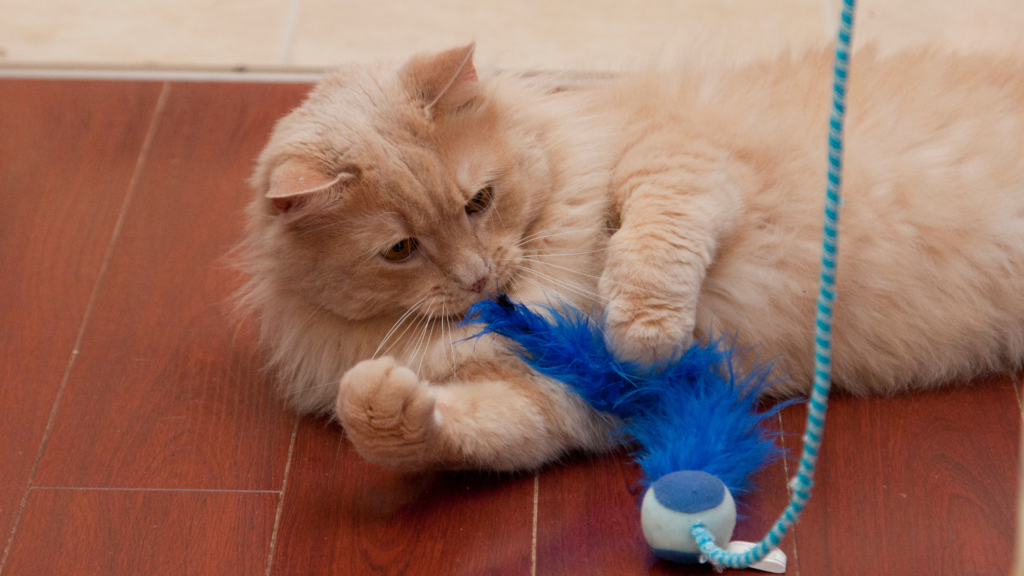 cat playing with a toy