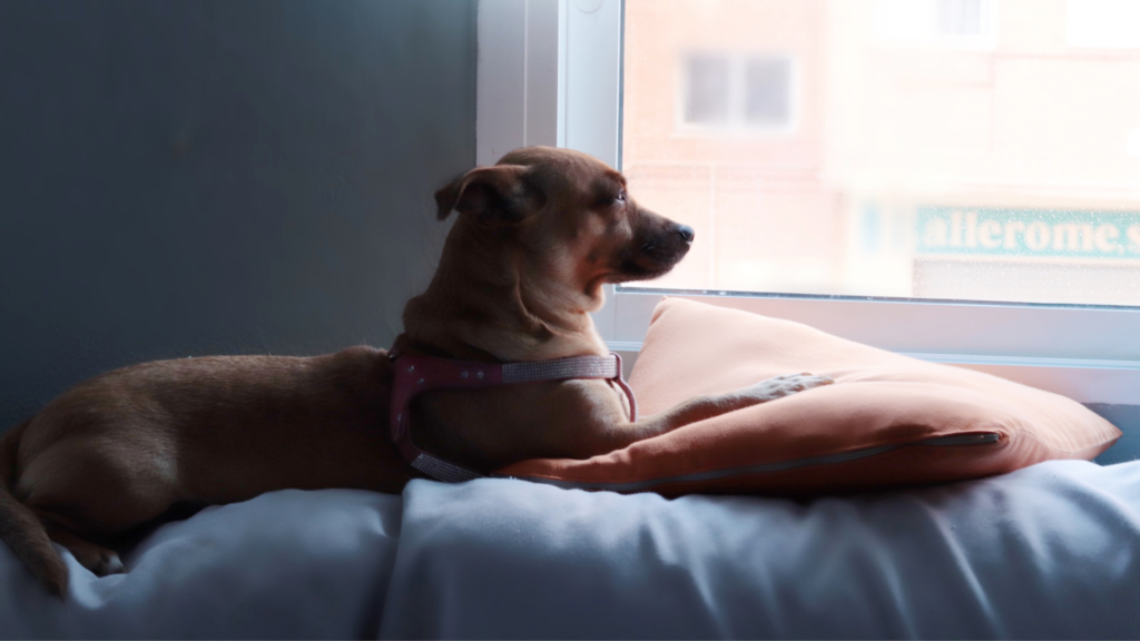 dog looking out a window