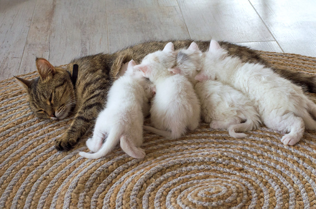 mother cat and her babies