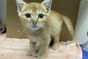 small orange kitten with ocular discharge
