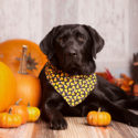Dog with bandana on with candy corns all over it and sitting next to pumpkins