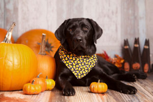 Dog with bandana on with candy corns all over it and sitting next to pumpkins