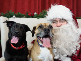 Santa Paws with two large dogs