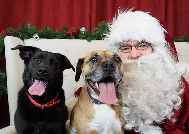 Santa Paws with two large dogs