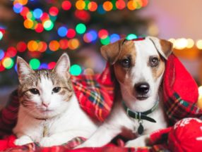 dog and cat laying under christmas themed blanket with christmas tree and lights in background