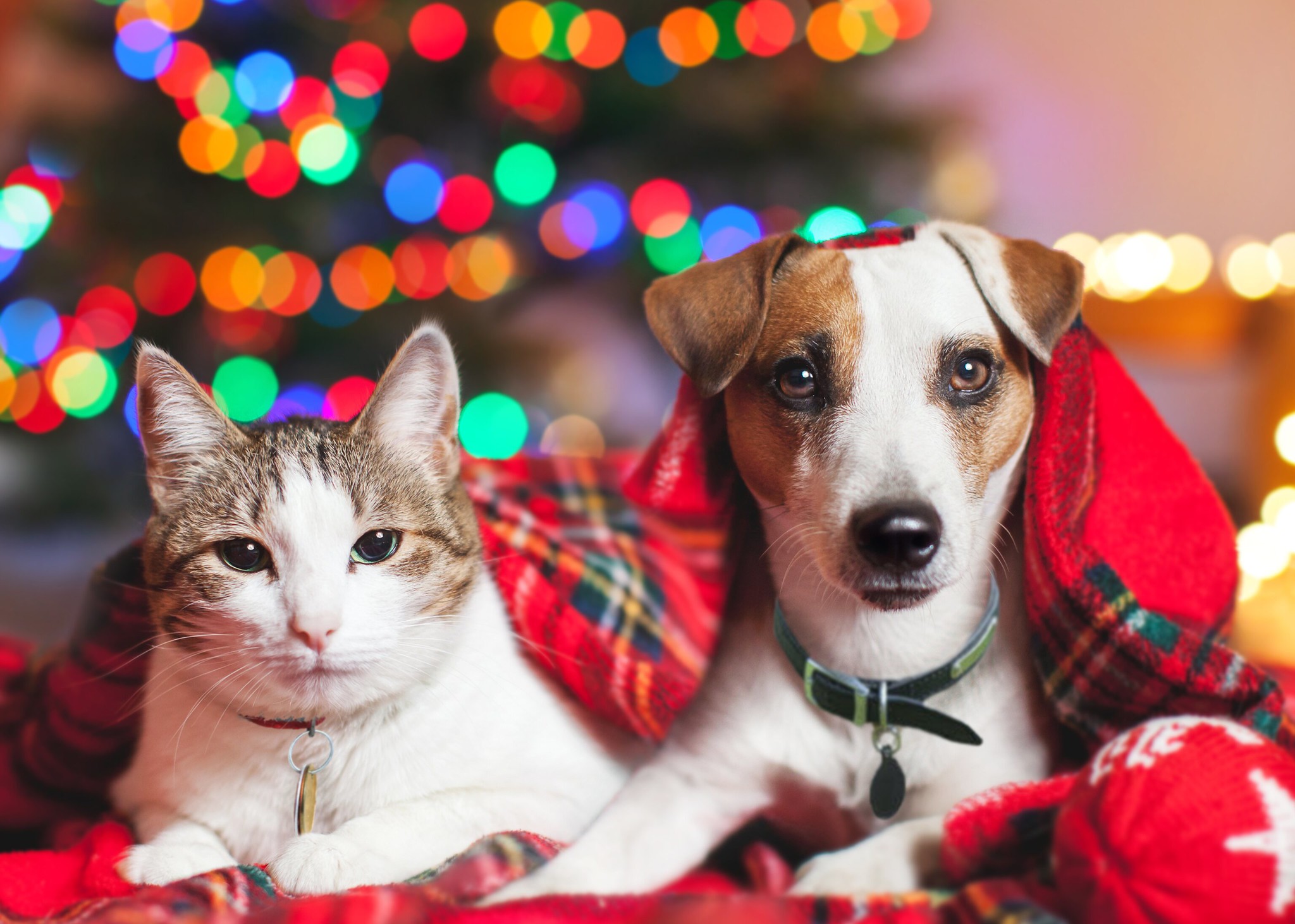 dog and cat laying under christmas themed blanket with christmas tree and lights in background