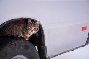 Cat hiding from the elements in a car