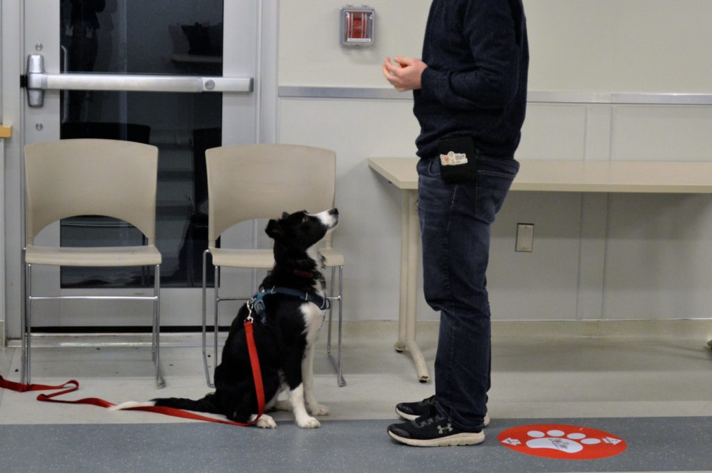 Dog training