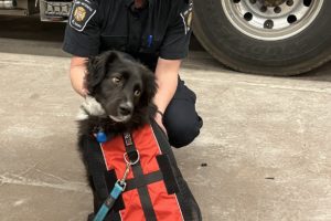 Fire fighter with a volunteer dog.