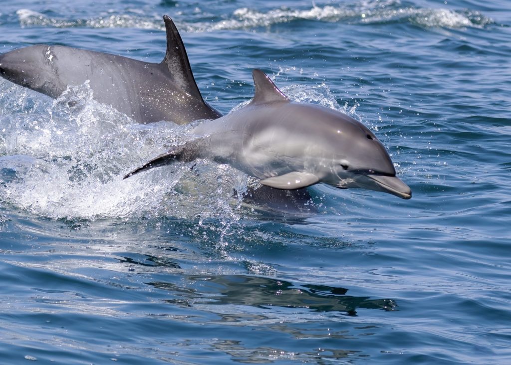 Dolphins swimming