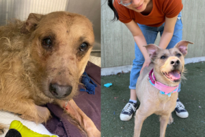 Daisy, a sweet dog who came to the OHS with terrible wounds on her neck, is one of the many animals who got a second chance thanks to a community that cares.