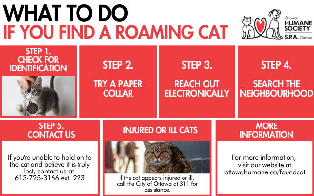 What to do if you find a roaming cat