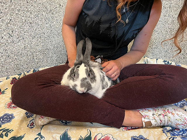 Rabbit laying in lap