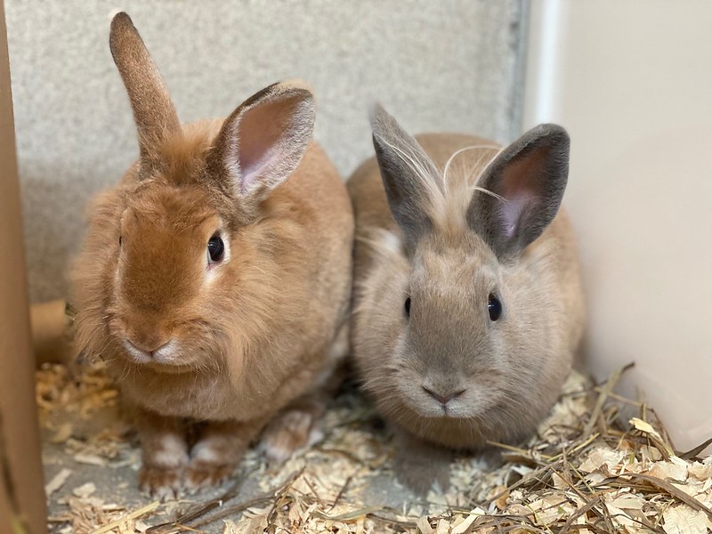 Local Rabbit Sets the Record Straight: Why Bunnies are the