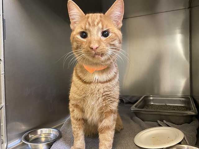Orange tabby cat with a misaligned jaw