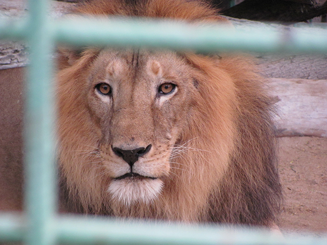Lion behind bars