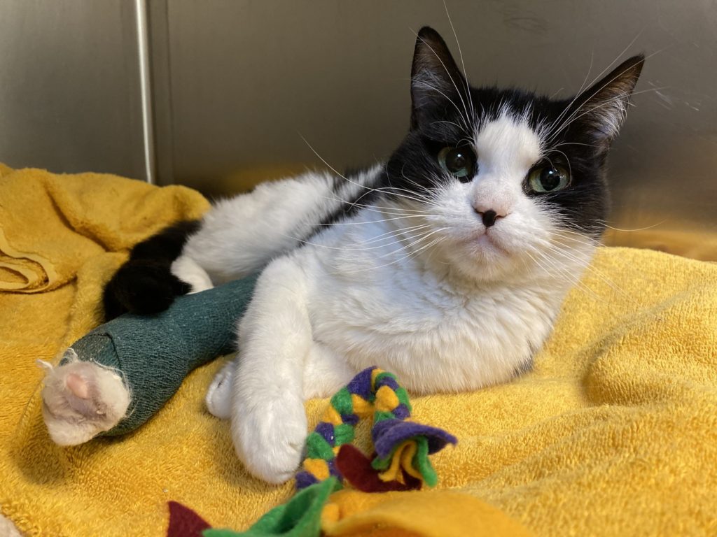 Injured cat relaxing