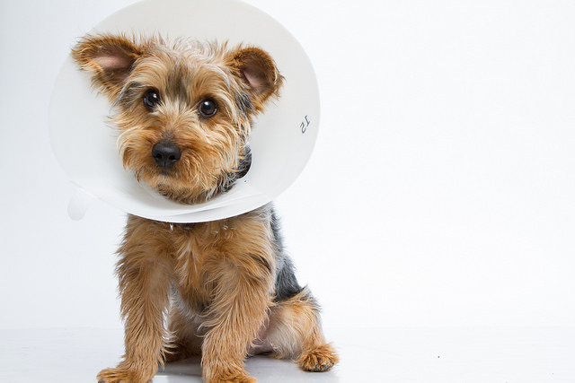Small dog wearing a cone