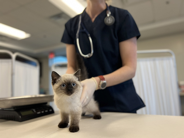 Kitten getting checked by veterinarian