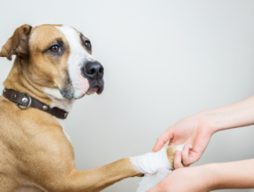 Dog getting his paw bandaged