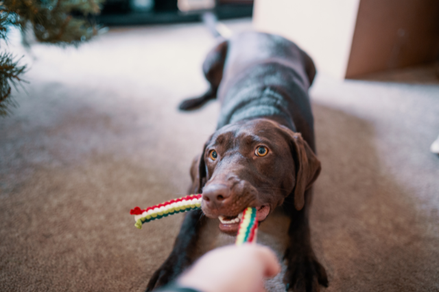 dog pulling on a toy rope