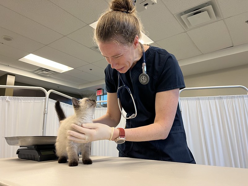OHS veterinarian examining a small Siamese cat.