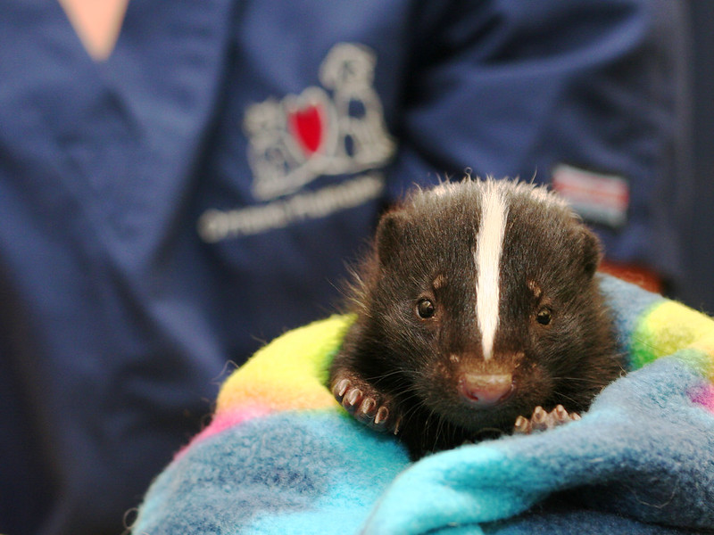 Skunk in the arms of OHS staff